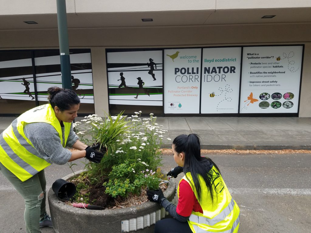 The image depicts the Lloyd neighborhood's pollinator corridor. Two women with neon yellow vests stand over a large ceramic pot, where they work on planting an array of pollinator-friendly plants. White flowers and smaller green plants bloom from the pot. In the background is a road and sidewalk beside it. There is a panel near the sidewalk along a building that reads "Pollinator Corridor."