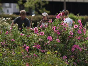 Three people stand in the Peace Memorial Park Pollinator Garden. The people are blurred out and a bush of beautiful pink flowers are in focus.